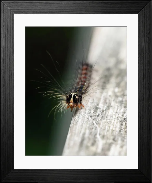 Framed Print : Close up of gypsy moth caterpillar crawling on wood Framed Print : Close up of gypsy moth caterpillar crawling on wood