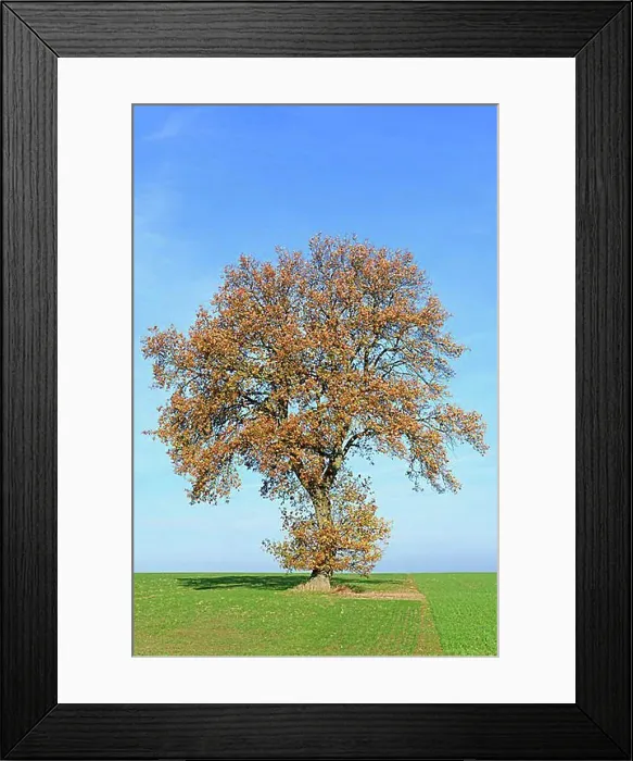 Framed Print : Deciduous tree, oak (Quercus), old field tree with autumn leaves, blue sky, North Rhine-Westphalia, Germany, Europe Framed Print : Deciduous tree, oak (Quercus), old field tree with autumn leaves, blue sky, North Rhine-Westphalia, Germany, Europe