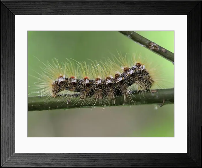 Framed Print : The caterpillar of a goldafter, butterfly on a plant Framed Print : The caterpillar of a goldafter, butterfly on a plant