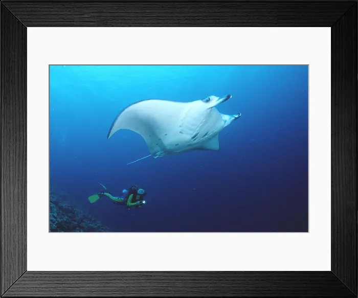 Framed Print : Manta ray and scuba diver Manta birostris