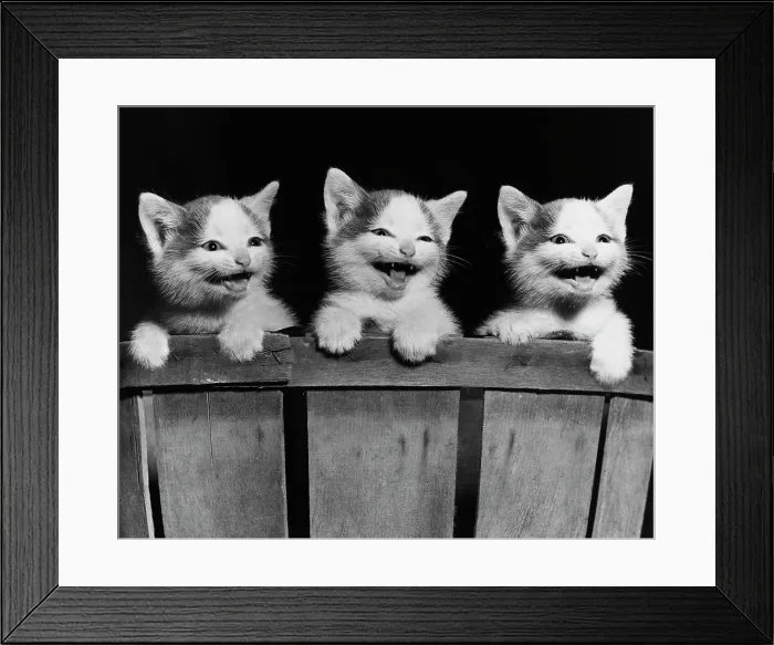 Framed Print : Three kittens hanging on the side of a basket Framed Print : Three kittens hanging on the side of a basket