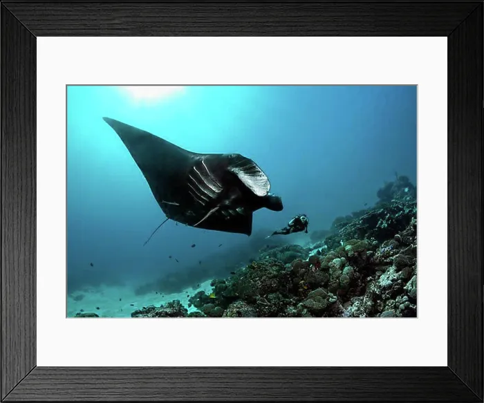 Framed Print : Scuba diver observing a black Manta Ray (Manta birostris) swimming above a coral reef Framed Print : Scuba diver observing a black Manta Ray (Manta birostris) swimming above a coral reef
