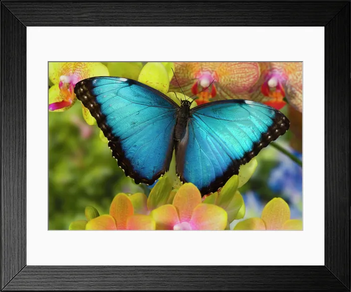 Framed Print : Blue Morpho Butterfly, Morpho peleides, on Orchid