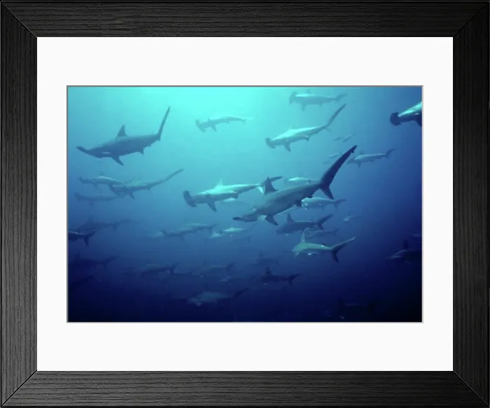 Framed Print : Scalloped hammerhead Sphyrna lewini found in warm temperate