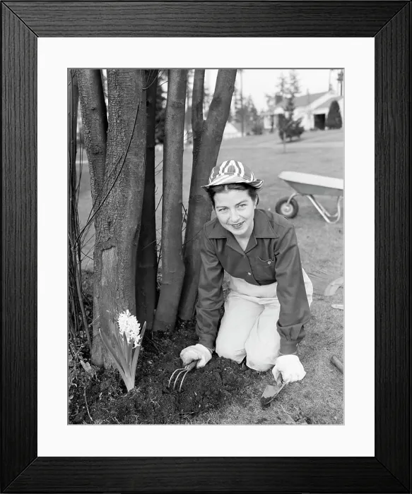 Framed Print : Mid adult woman gardening Framed Print : Mid adult woman gardening