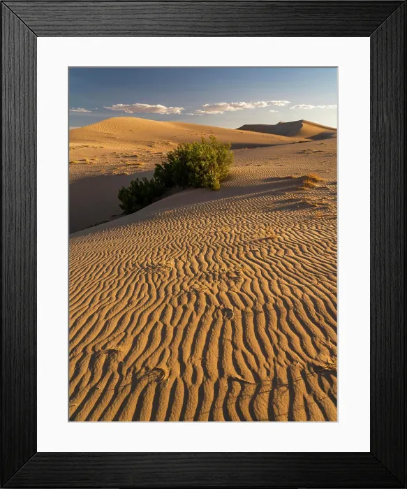 Framed Print : USA, California. Mojave Trails National Monument, Cadiz Dunes Framed Print : USA, California. Mojave Trails National Monument, Cadiz Dunes