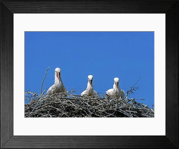 Framed Print : White Stork (Ciconia ciconia) adult bird and juvenile birds on the eyrie Framed Print : White Stork (Ciconia ciconia) adult bird and juvenile birds on the eyrie