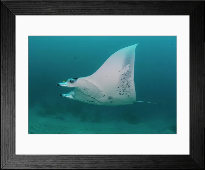Framed Print : Short Fin Pygmy Devil Ray, Mobula kuhlii, over seabed, South Ari Atoll, Maldives, Indian Ocean