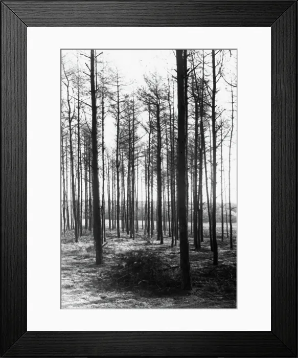 Framed Print : Collection Dutch Heidematschappij. Insects, damage, Dennenblad Wesp. undated