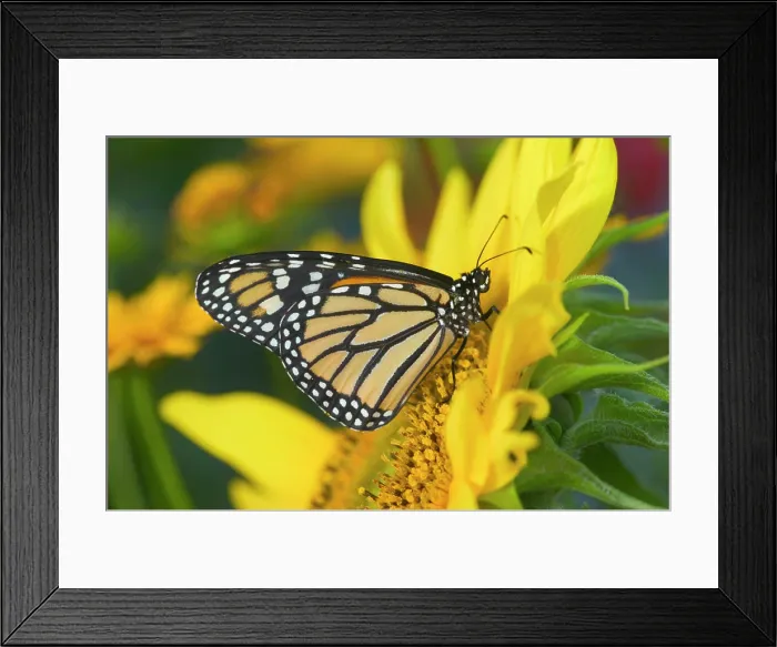 Framed Print : Monarch Butterfly, Danaus plexippus Framed Print : Monarch Butterfly, Danaus plexippus