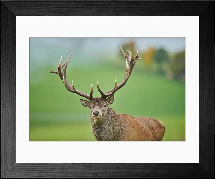 Framed Print : Rothirsch (Cervus elaphus) Maennchen bei der Brunft in den Alpen
