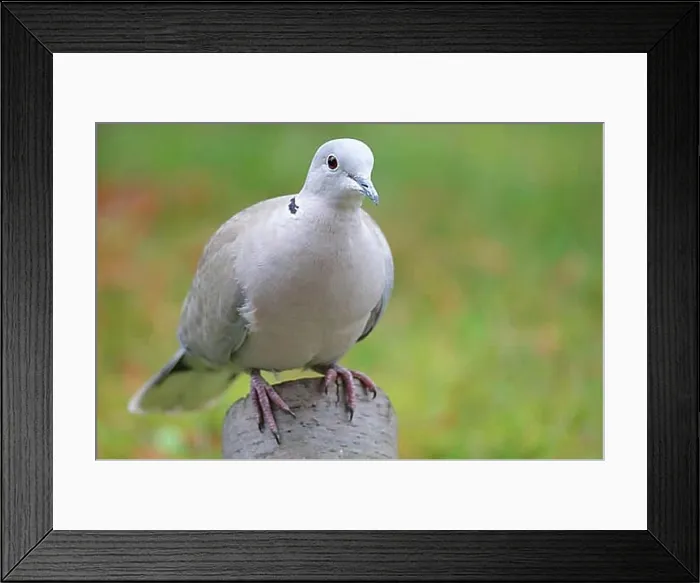 Framed Print : Streptopelia decaocto Framed Print : Streptopelia decaocto