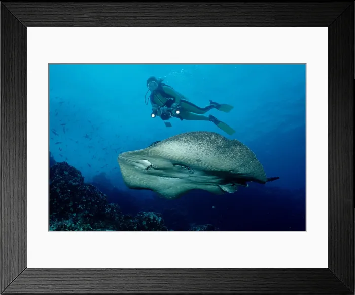 Framed Print : Black-spotted stingray and scuba diver Taeniura meyeni Framed Print : Black-spotted stingray and scuba diver Taeniura meyeni