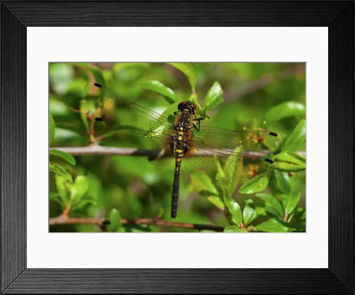 Framed Print : Eastern White-faced Darter on a branch Sweden Framed Print : Eastern White-faced Darter on a branch Sweden