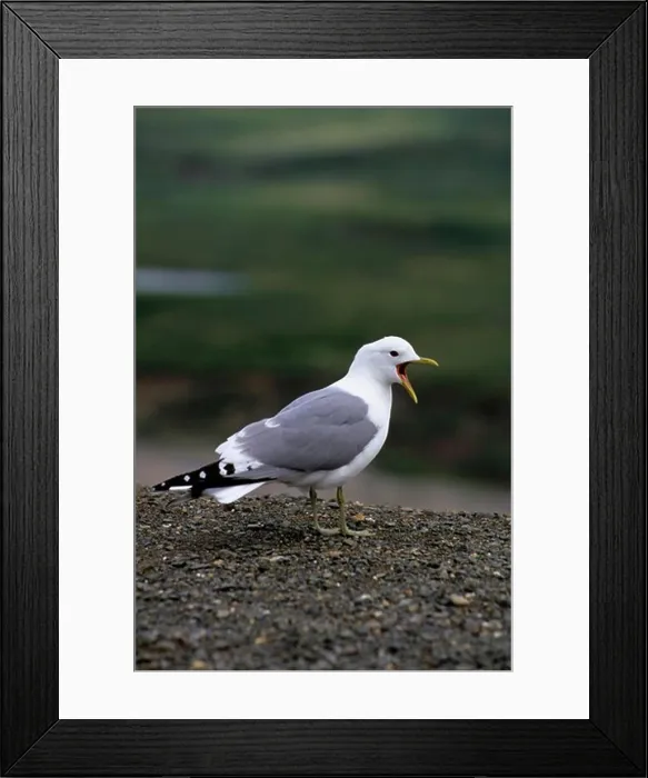 Framed Print : Usa, Alaska, Denali National Park, Mew Gull Framed Print : Usa, Alaska, Denali National Park, Mew Gull