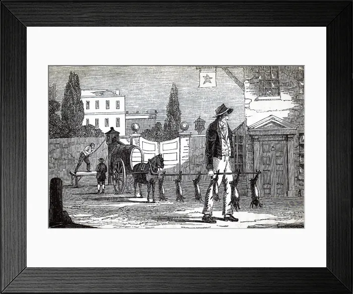 Framed Print : Engraving depicting a man carrying hares and rabbits on a pole Framed Print : Engraving depicting a man carrying hares and rabbits on a pole