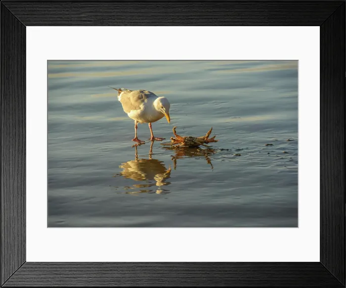 Framed Print : Pacific gull killing and eating a crab, Hug Point State Scenic Area, Oregon, USA Framed Print : Pacific gull killing and eating a crab, Hug Point State Scenic Area, Oregon, USA