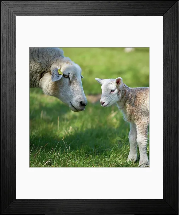 Framed Print : Ewe with a newborn lamb in a meadow in Fr Framed Print : Ewe with a newborn lamb in a meadow in Fr
