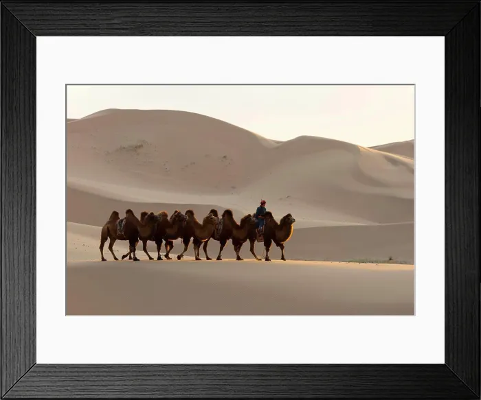 Framed Print : A herder is riding Bactrian camels in the evening light at the Hongoryn Els sand dunes in the Gobi Desert in southern