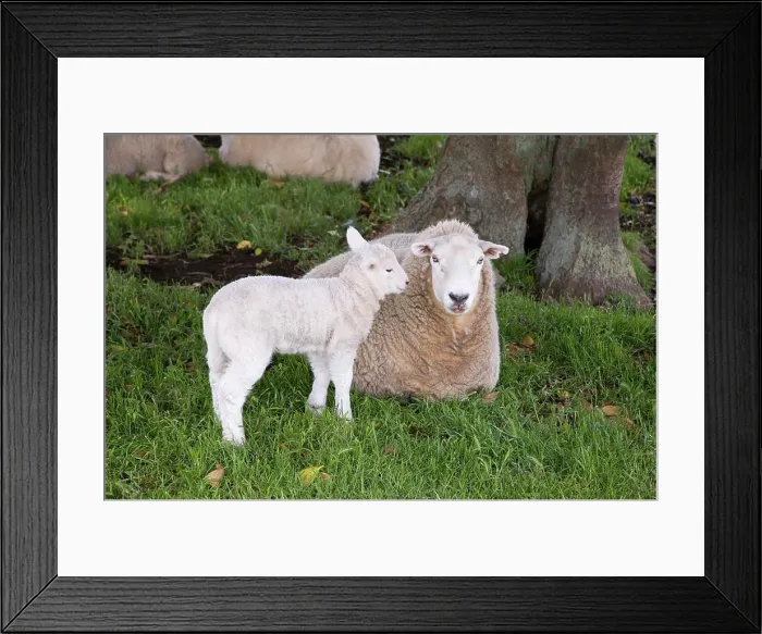 Framed Print : Lamb and Mother, One Tree Hill Domain, Auckland, North Island, New Zealand Framed Print : Lamb and Mother, One Tree Hill Domain, Auckland, North Island, New Zealand