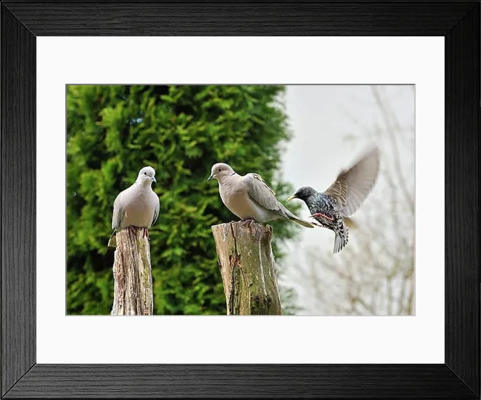 Framed Print : Streptopelia decaocto Framed Print : Streptopelia decaocto