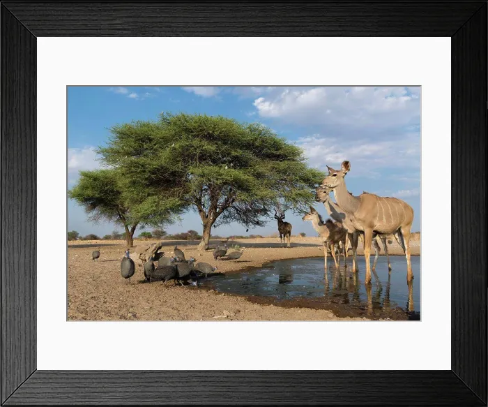 Framed Print : A remote camera image of Greater kudus (Tragelaphus strepsiceros) Framed Print : A remote camera image of Greater kudus (Tragelaphus strepsiceros)
