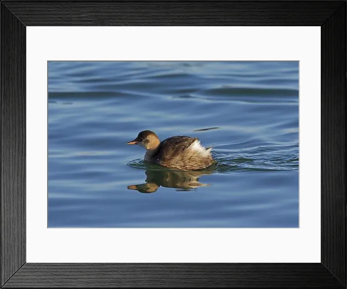 Framed Print : Little Grebe (Tachybaptus ruficollis) in winter plumage swimming in lake, Germany, Europe Framed Print : Little Grebe (Tachybaptus ruficollis) in winter plumage swimming in lake, Germany, Europe