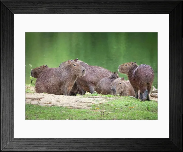 Framed Print : Beautiful view to group of capybaras (big rodent) on green rainforest