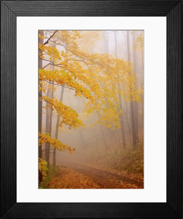 Framed Print : Fog and Autumn foliage, Great Smoky Mountains National Park, North Carolina, USA Framed Print : Fog and Autumn foliage, Great Smoky Mountains National Park, North Carolina, USA