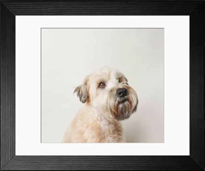 Framed Print : Soft coated wheaten terrier dog against white background Framed Print : Soft coated wheaten terrier dog against white background