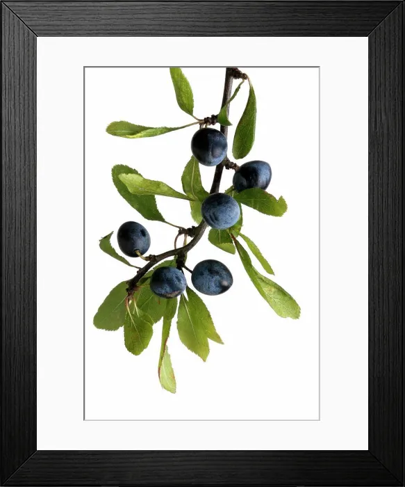 Framed Print : Prunus spinosa, Blackthorn, Sloe Framed Print : Prunus spinosa, Blackthorn, Sloe