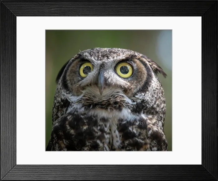 Framed Print : Usa, Alaska. A captive great horned own stares into the camera Framed Print : Usa, Alaska. A captive great horned own stares into the camera