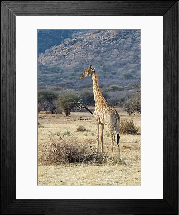 Framed Print : Giraffe (Giraffa camelopardalis), in the grasslands, Okapuka Ranch, Windhoek district, Windhoek, Namibia, Africa