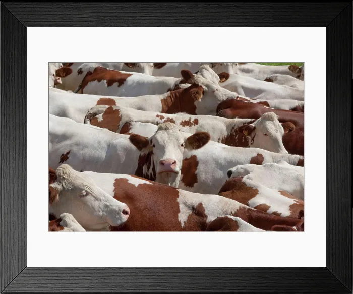 Framed Print : Herd of Cows montbéliardes Park Jura France Framed Print : Herd of Cows montbéliardes Park Jura France