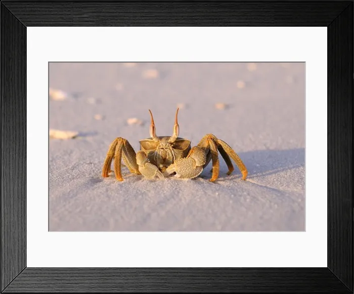 Framed Print : Horned Ghost Crab (Ocypode ceratophthalmus) adult, standing on sandy beach, Maldives, march