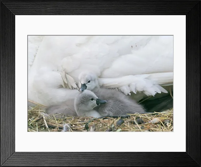 Framed Print : Two Mute Swan chicks (Cygnus olor) in the nest, Hesse, Germany, Europe