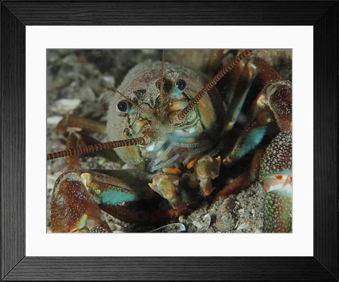 Framed Print : Portrait of signal crayfish (Pacifastacus leniusculus) Framed Print : Portrait of signal crayfish (Pacifastacus leniusculus)