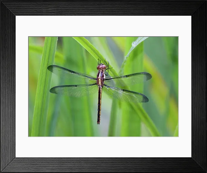 Framed Print : Close-up of a Bar-Winged Skimmer (Libellula axilena) on leaves Framed Print : Close-up of a Bar-Winged Skimmer (Libellula axilena) on leaves