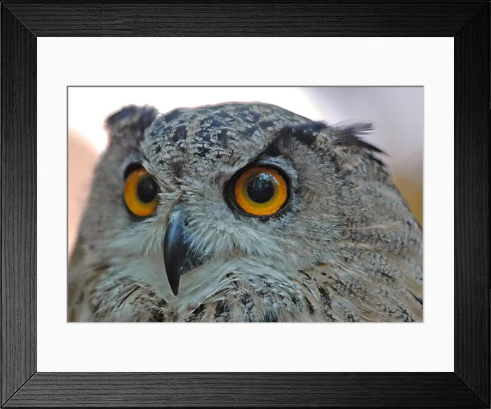 Framed Print : Eagle owl ( bubo bubo ), portrait Framed Print : Eagle owl ( bubo bubo ), portrait