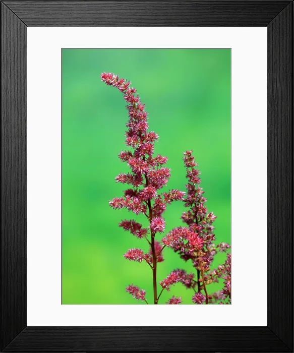 Framed Print : Astilbe (Astilbe), blooming, Ellerstadt, Germany, Europe Framed Print : Astilbe (Astilbe), blooming, Ellerstadt, Germany, Europe