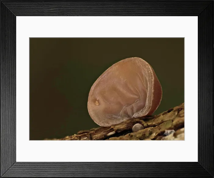 Framed Print : Judasohr Hirneola auricula-judae Judasohr