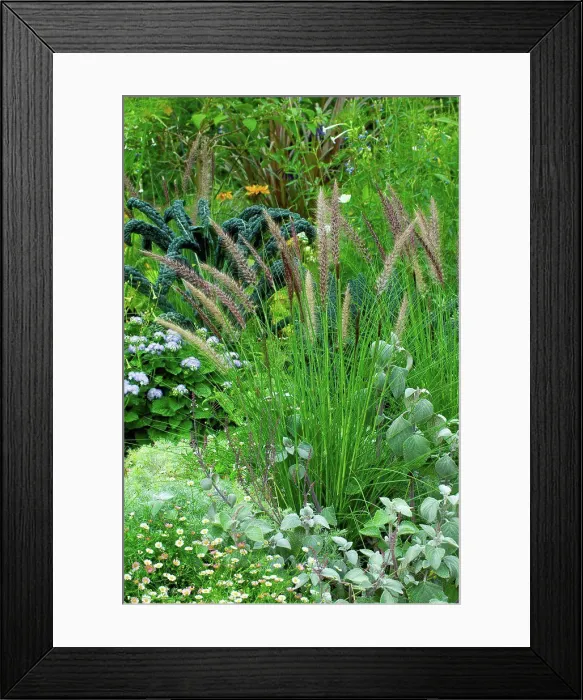 Framed Print : Fountaingrass in a garden Framed Print : Fountaingrass in a garden