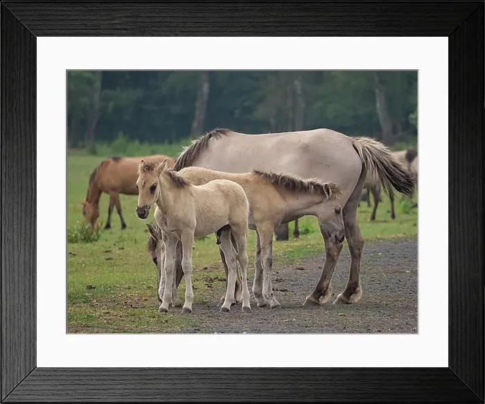 Framed Print : Foals stand together with an adult horse in a green meadow, surrounded by trees, merfeld, münsterland, germany Framed Print : Foals stand together with an adult horse in a green meadow, surrounded by trees, merfeld, münsterland, germany