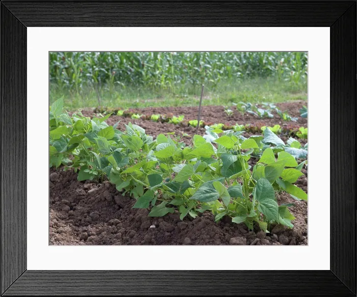 Framed Print : Winged beans in a kitchen garden Framed Print : Winged beans in a kitchen garden