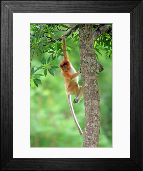 Framed Print : Proboscis Monkey, (Nasalis larvatus), Labuk Bay, Sabah, Borneo, Malaysia, Asia, young climbing on tree