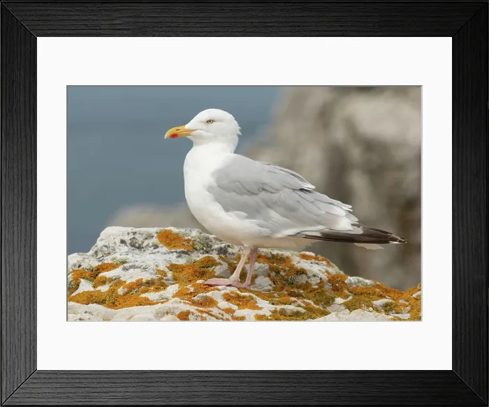 Framed Print : Herring gull Larus argentatus resting on a rock Framed Print : Herring gull Larus argentatus resting on a rock