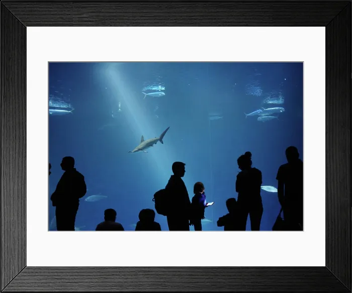 Framed Print : Silhouettes of visitors in front of a large aquarium at the Monterey Bay Aquarium in Monterey, California, USA
