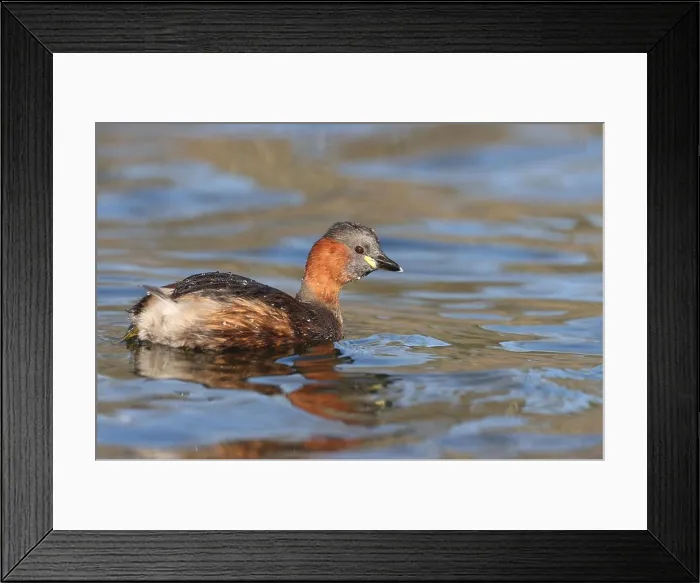 Framed Print : Little Grebe in a park in Paris, Ile de France, France Framed Print : Little Grebe in a park in Paris, Ile de France, France