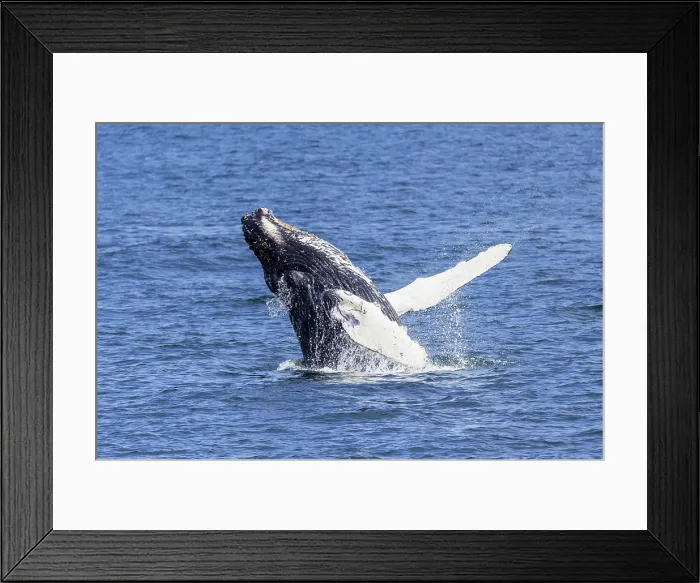 Framed Print : Humpback whale spy-hopping, or peeking above the water to look around