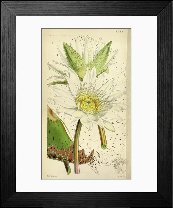 Framed Print : Botanical Print by Walter Hood Fitch 1817 - 1892 Framed Print : Botanical Print by Walter Hood Fitch 1817 - 1892